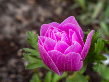 Close-up of pink flower