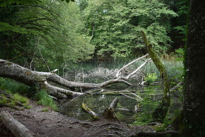 Scenic view of waterfall in forest