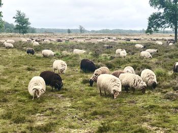 Sheep grazing in a field