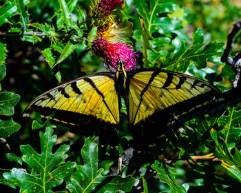 Close-up of butterfly perching on yellow flower