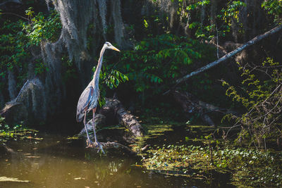 Gray heron in forest