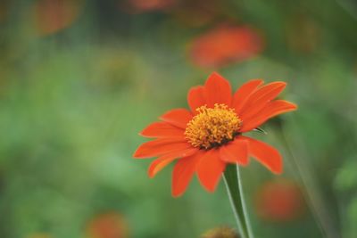 Close-up of orange flower