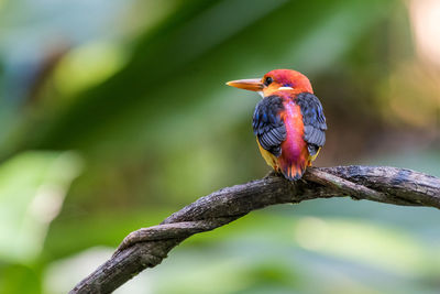 Close-up of bird perching on branch