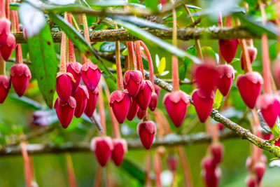 Close-up of red flowering plants