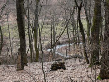 Bare trees in forest