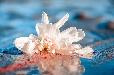 Close-up of white flower floating on water