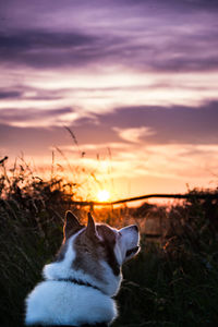 Siberian husky against sky during sunset
