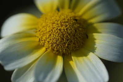 Close-up of fresh sunflower blooming outdoors