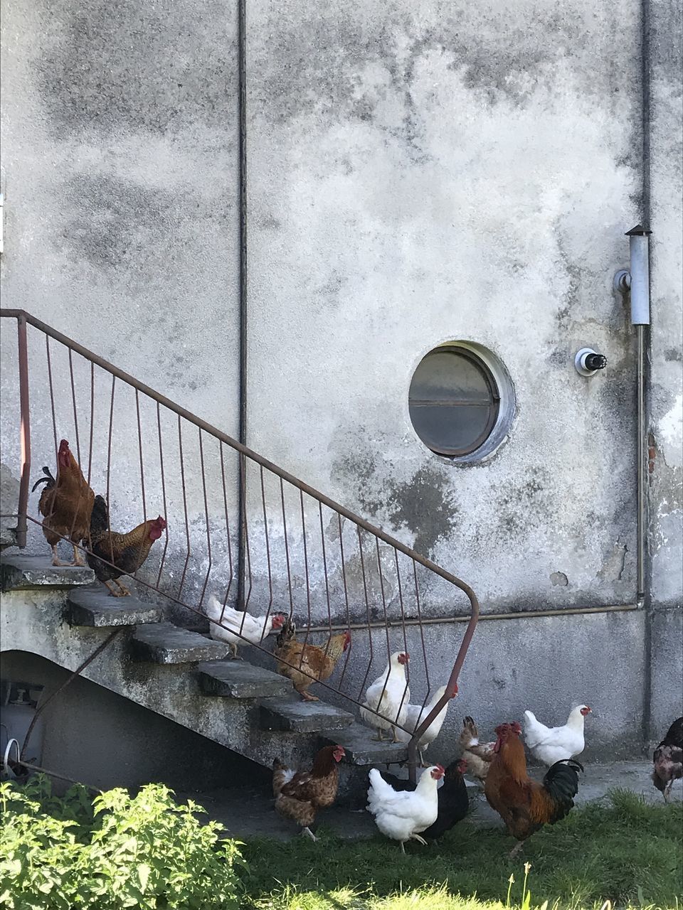 BIRDS ON A RAILING