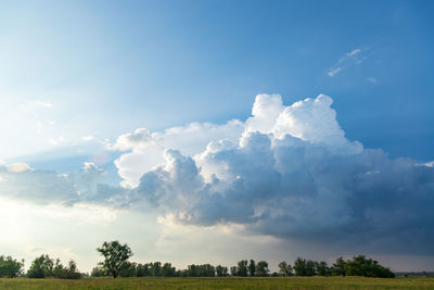 Scenic view of trees on field against sky