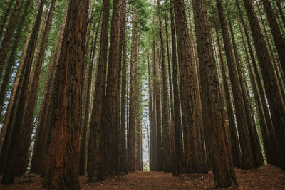 Trees growing in forest