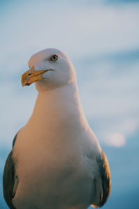 Close-up portrait of seagull against sea