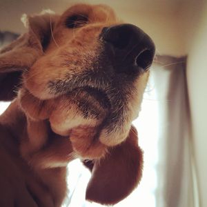 Close-up of dog with hand