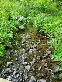 High angle view of stream flowing in forest