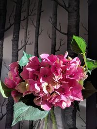 Close-up of pink flowers growing on tree