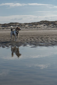 Rear view of woman standing at beach