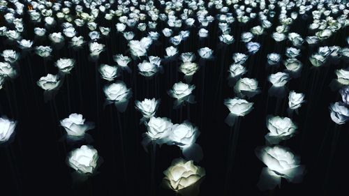 Close-up of white flowering plants against black background