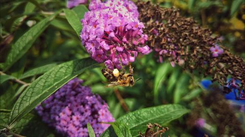 Close-up of bee on purple flowers