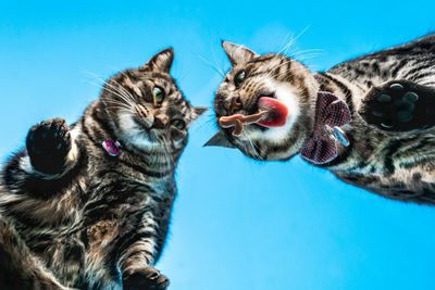 Close-up of a cat