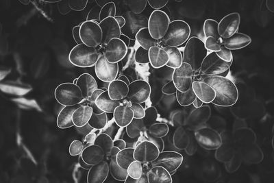 Close-up of bubbles