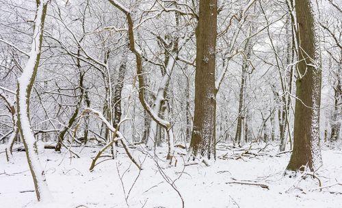 Bare trees against sky