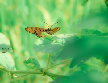 Close-up of butterfly pollinating on flower