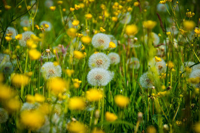 Close-up of yellow flowering plants on field