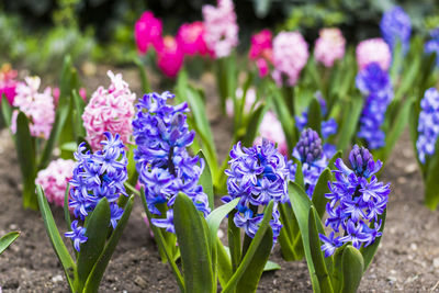 Spring flower, blue and purple hyacinth close-up