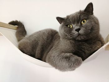 Close-up portrait of a cat