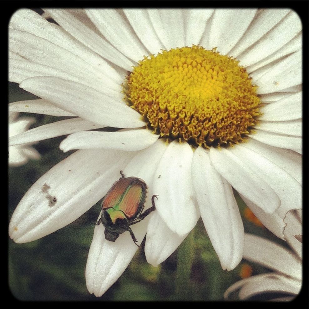 CLOSE-UP OF INSECTS ON FLOWER