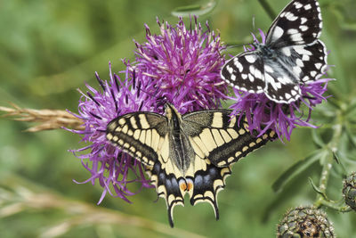 Close-up of butterfly pollinating on purple flower