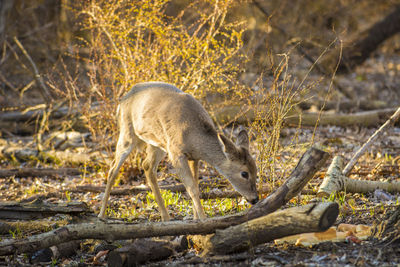 Side view of deer on field