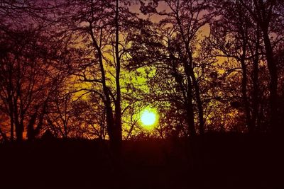 Silhouette of trees at sunset