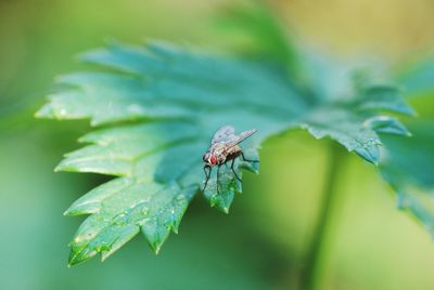 Close-up of insect on leaf