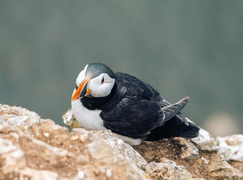 Close-up of bird