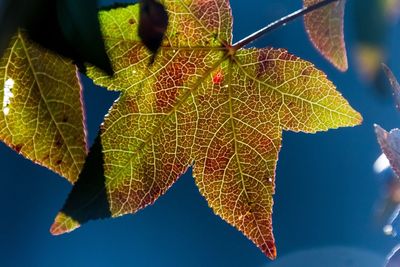 Close-up of leaf against sky