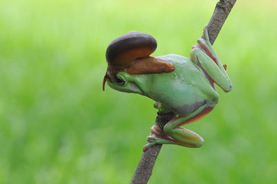 Close-up of lizard on tree