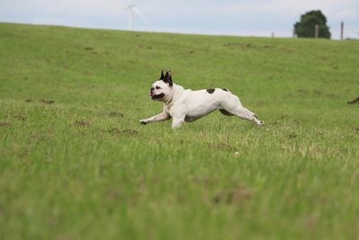 Dog running in grassy field