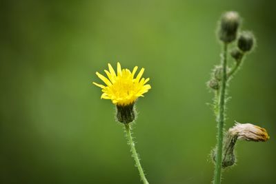 Close-up of yellow flowering plant