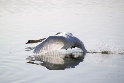 Swan swimming in lake