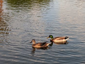 Ducks swimming in lake