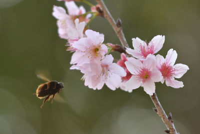 Close-up of bee pollinating on flower