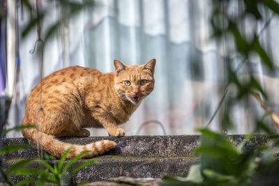 Portrait of cat on retaining wall