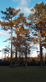 Low angle view of trees against sky