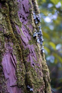 Close-up of moss growing on tree trunk