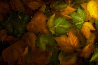 Full frame shot of yellow leaves