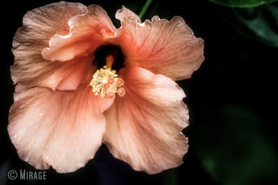 Close-up of flowers