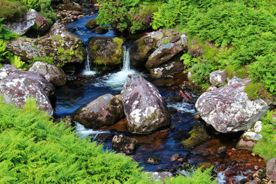 Stream flowing through rocks in forest