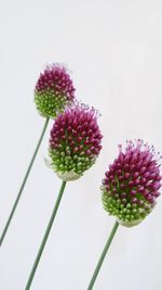 Close-up of flowers