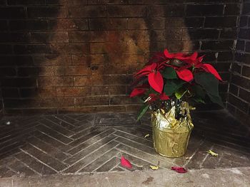 Close-up of red flowers against brick wall